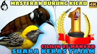 Download Mp3 Cililin Jernih vs Manyar Gacor _ Masteran Burung Kicau MP3