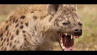 هل الضبع يسلب عقل الانسان و يأخذه الى مغارته مع جمال العمواسي دندنها