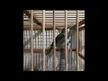 Download Lagu nightingale Hafiz Соловей Hafiz Bulbul ruiseñor the best birds of Jakhangir he is from Samarkand