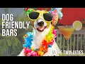 Dog Friendly Bars in the Twin Cities