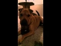 shar-pei-bull-terrier