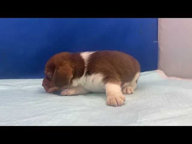 動画