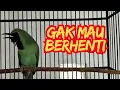 Download Lagu GAK MAU BERHENTI GACOR _COCOK UNTUK PANCINGAN !!