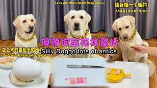 傻萌狗宝花样整活 Silly Doggo lots of antics#搞笑汪驾到 #萌寵 #寵物 #搞笑 #拉布拉多 #doglover #Labrador #labrado #dog #pets