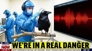 Crow Communication Was Just Decoded What It Reveals About Humans Is Shocking