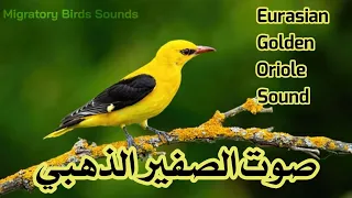 صوت الصفير الذهبي Eurasian Golden Oriole Sound 