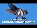Download Lagu 🔴PANGGIL SUPER JOSSS! SP. KHUSUS MUSIM KAWIN, SUARA WALET JAMAN CD