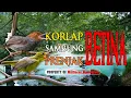 Download Lagu Besetan Korlap Betina Sambung Prenjak Betina #masteranmurai #masteranmuraibatu #masterancucakijo