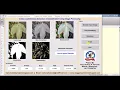 Cotton Leaf Disease Detection Using Image Processing Matlab Project Source Code