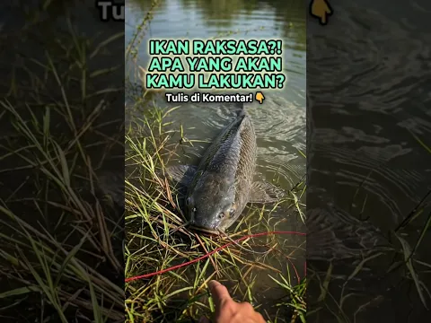 GAK SENGAJA NEMU IKAN RAKSASA DI PINGGIR SUNGAI! | #shorts #fish