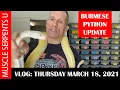 BURMESE PYTHON BREEDING Plus PARADIGM BLOOD BOA VARIABILITY