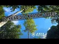 50 Year Old Wild Kratom Trees NO SOUND Jaya Kratom Travels