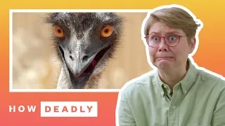 How dangerous are emus, really | REACTION