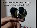 Download Lagu pikat glatik batu anakan vs suara glatik batu ribut.