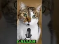 Download Lagu KUCING LUCU SHOLAWATAN WUJUD QIDAM BAQA' #shorts