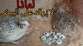 لماذا لا يرقد السمان على البيض  دندنها