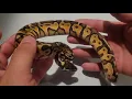 Black pastel Enchi possible fire Vanilla Ball python