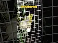Download Lagu hasil pikat burung sirtu di aviary mini ,banios chanel,#shorts
