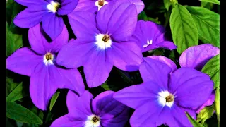 Download Цветет обильно и неустанно ВЕСЬ ГОД! Неприхотливый цветок для сада и дома MP3