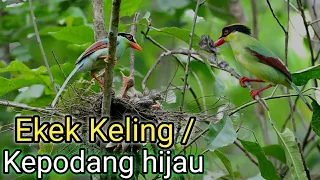 burung kepodang hijau ekek keling 