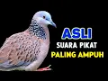 Download Lagu Suara Burung Tekukur Gacor Paling Ampuh Memanggil Kawan 
