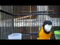 Download Lagu SEJUTA FARIASI SUARA BURUNG BIMOLI GACOR