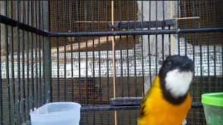 sejuta fariasi suara burung bimoli gacor