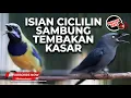 Download Lagu 🔴Masteran Cililin Mix Tembakan Kasar Materi Termewah Cucak Cungkok Gacor vs Srigunting Abu Abu Isian