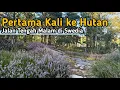 Download Lagu Pertama Kali Jalan Tengah Malam ke Hutan di Negeri Tanpa Malam Swedia