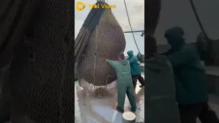 شوف أكبر كمية سمك الناس دي اصطادوها مش هتصدق 