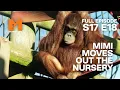 Download Lagu Orang-utan Mimi Moves Out Of The Nursery | Season 17 Episode 18 | Full Episode | Monkey Life