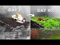 Simulating an Island for 40 Days