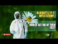 Bluebottle Fly Infestation How to Get Rid of Them FAST London Pest Control Experts