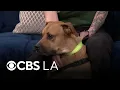 Harry is one of the many pets at Riverside animal shelter looking for a forever home
