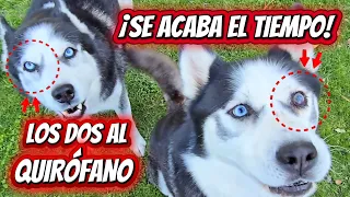 A 4 DÍAS de OPERAR a Balto y a Max 😢seguimos con la medicación! 🐾