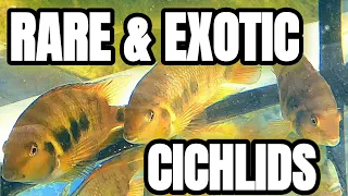 Download 🟢 3 RARE CENTRAL AMERICAN CICHLIDS THAT WOULD BE STUNNING IN A 55 GAL FISH TANK AND FISH FARM TOUR MP3