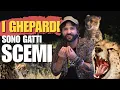 Download Lagu I ghepardi non sono i predatori che pensi