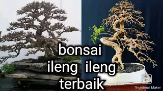 Download bonsai ileng-ileng terbaik,inspirasi bonsai ileng-ileng terbaik, MP3