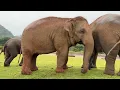 Gently Drawn to Song: Elephants Edge Closer to Hear Lek Sing - ElephantNews