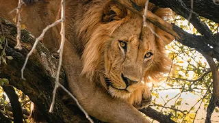 Expedition Tanzania: Tree-Climbing Lions and Sacred Chimps