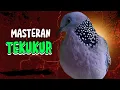 Download Lagu Derkuku Tekukur Gacor Kuk 3 Alam, Masteran Tekukur Paling Handal