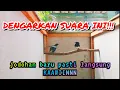 Download Lagu SUARA KACER KAWIN, ampuh dongkrak birahi kacer lain