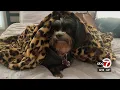 El Paso Animal Services cites 70 owners who left pets out in the cold