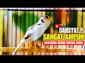 Lagu 🔴KENARI MENDONGKRAK EMOSI! PANCINGAN / MASTERAN KENARI ROLL TEMBAK CENGKOK MEWAH LANGSUNG NYAUT