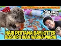 Download Lagu HARI PERTAMA ODDIE SI BAYI BERANG-BERANG BERBURU IKAN WARNA-WARNI! OTTER KECIL UDAH PINTAR BERBURU! MP3