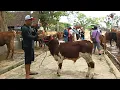 Download Lagu Riza Andi Farm Kembali Ke Pasar Sapi Ambarketawang Dapat 6 Ekor Dari Ekonomis Sampai.Calon Jumbo !!