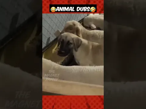 ஆடு -உடன் ஆடாக‼️😂😭#magnetbytes #funnydubbing #animalfunny #goat #dog #spy #funny
