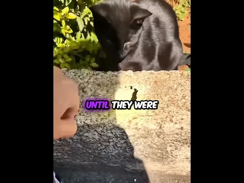 The Smartest Cat You’ll Ever See 🐱🤯