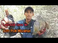 Trik Jitu Pikat Burung Kerak Basi dan Sikatan Kipas||Coba Cara Ini||Dijamin 100%Ampuh