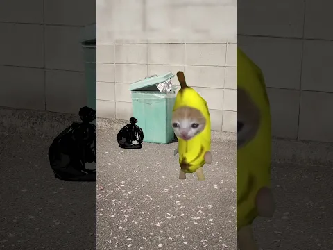 Banana cat school day 🏫 #bananacat #happycat